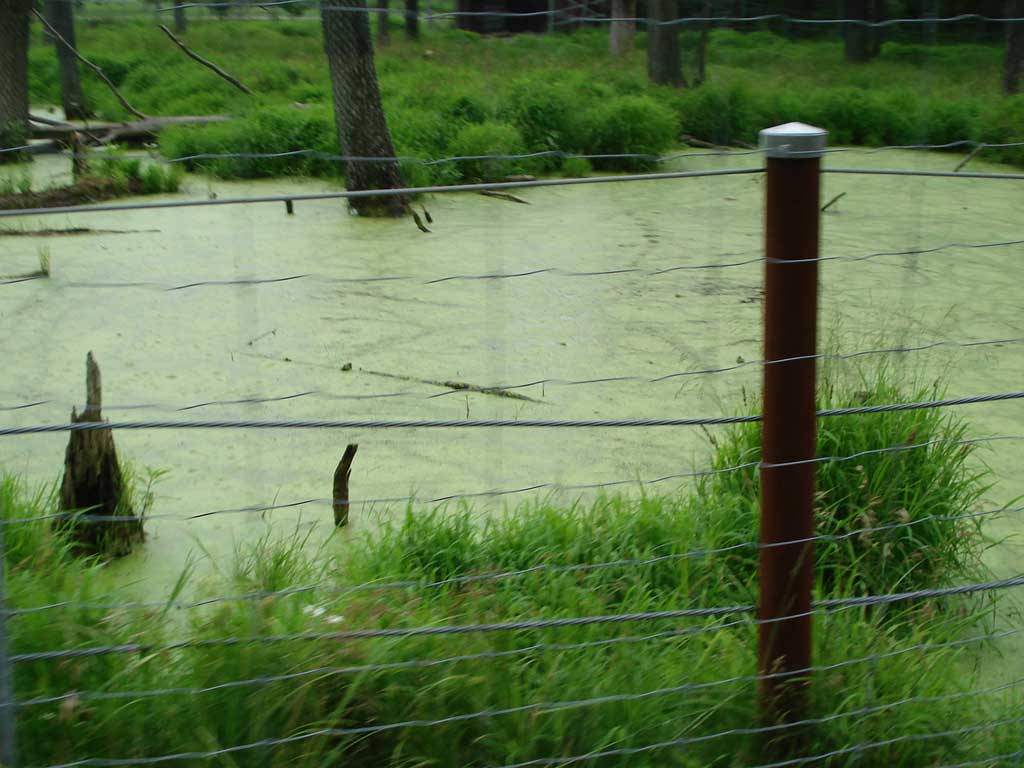 Safari Niagara in Summer 2010 51