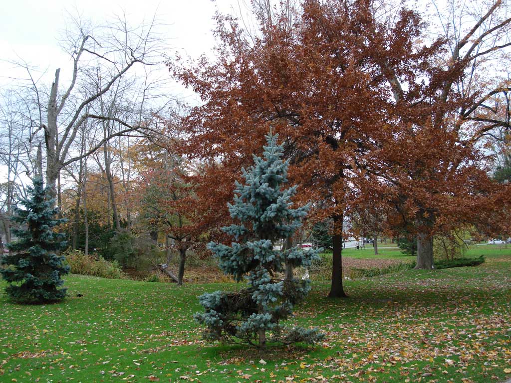 Niagara Falls in Autumn 2010 06