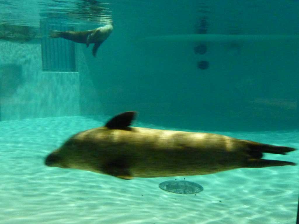 Marineland in June 2011 02