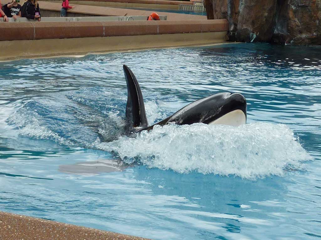 Marineland in June 2011 12