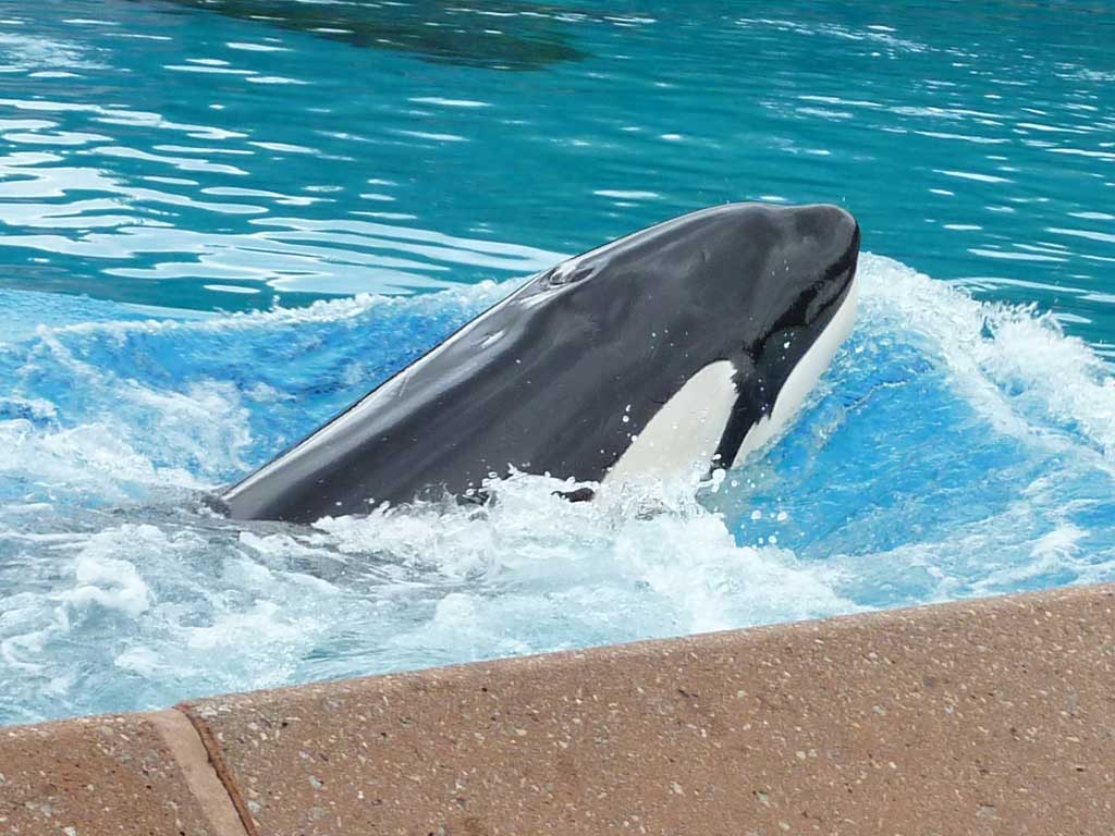 Marineland in June 2011 14