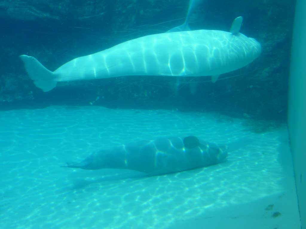 Marineland in June 2011 21