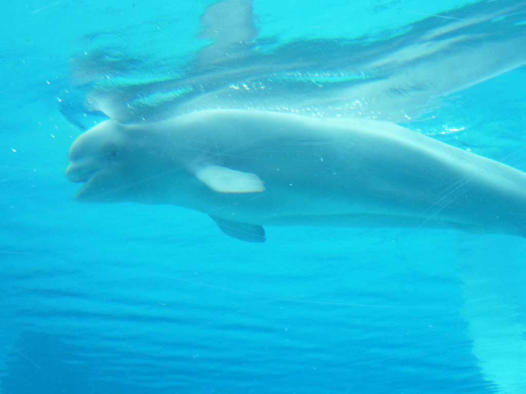 Marineland in June 2011 24