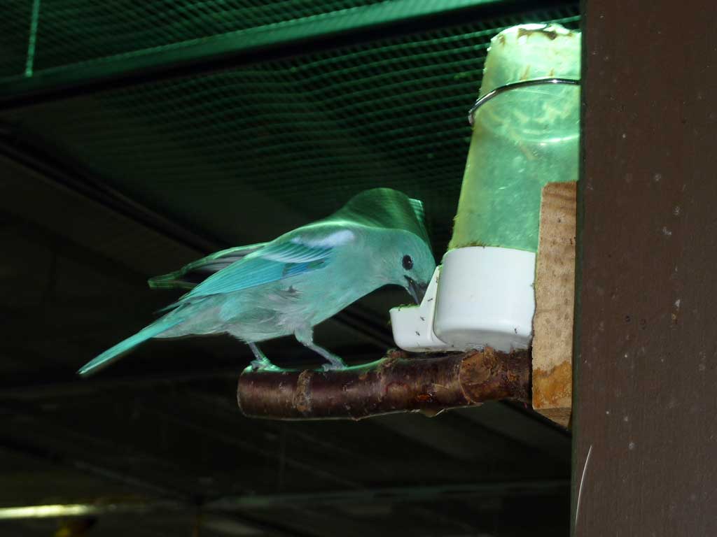 Trip to Bird Kingdom Niagara Falls in Summer 2012 - 23