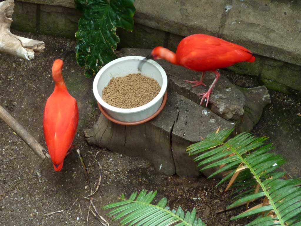 Trip to Bird Kingdom Niagara Falls in Summer 2012 - 42