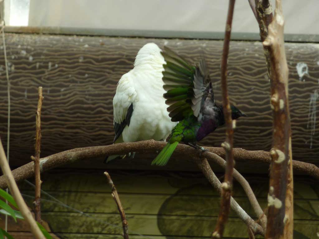 Trip to Bird Kingdom Niagara Falls in Summer 2012 - 43