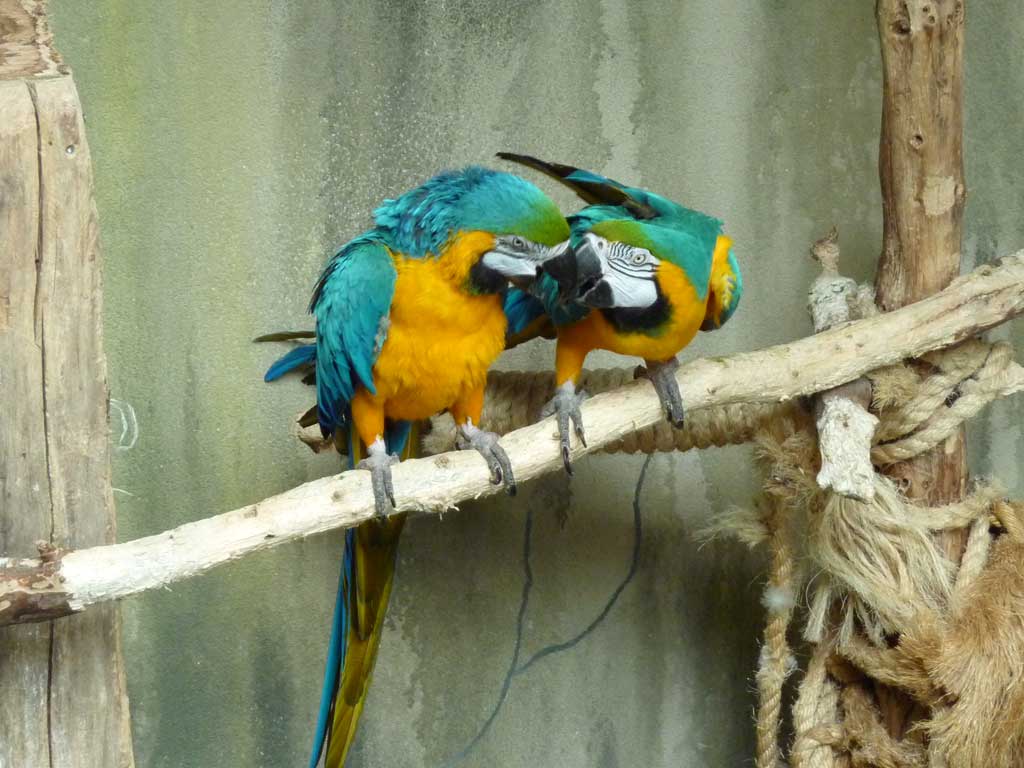 Trip to Bird Kingdom Niagara Falls in Summer 2012 - 48