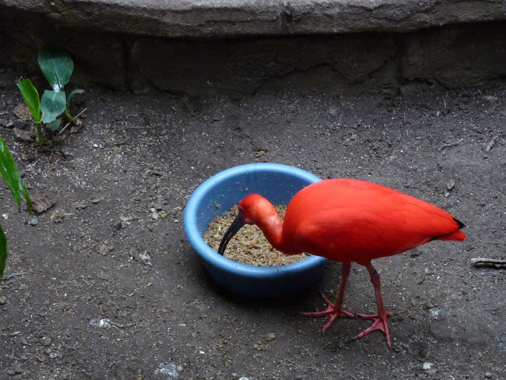 Trip to Bird Kingdom Niagara Falls in Summer 2012 - 51