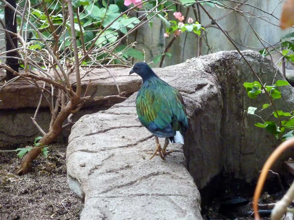 Trip to Bird Kingdom Niagara Falls in Summer 2012 - 58