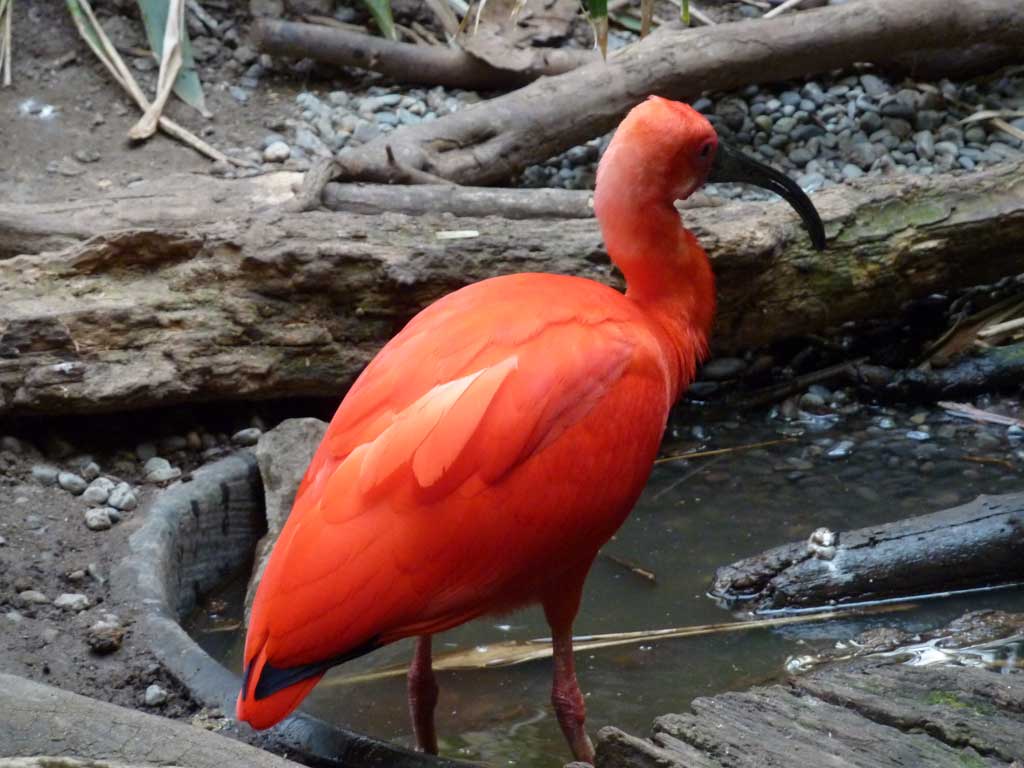 Trip to Bird Kingdom Niagara Falls in Summer 2012 - 65