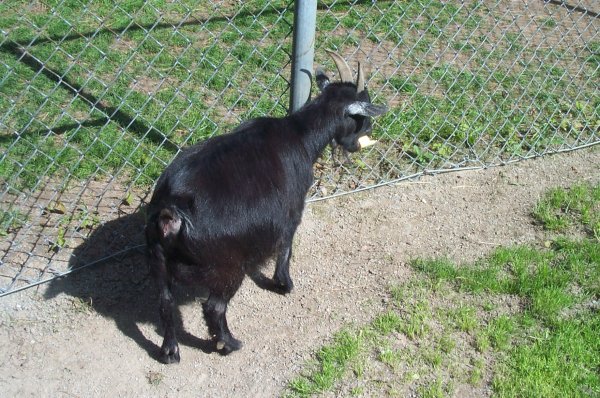 Happy Rolf's Petting Zoo Spring 2003 - 01