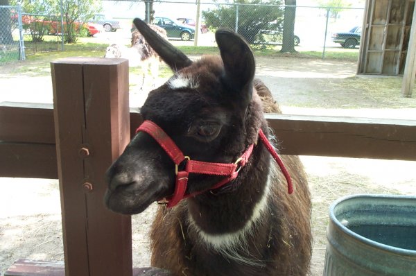 Happy Rolf's Petting Zoo Spring 2003 - 06