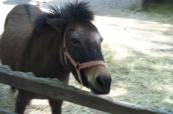 Happy Rolf's Petting Zoo Spring 2003 - 09