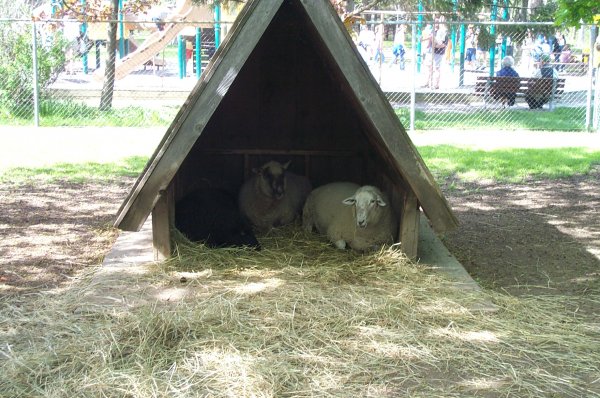 Happy Rolf's Petting Zoo Spring 2003 - 11