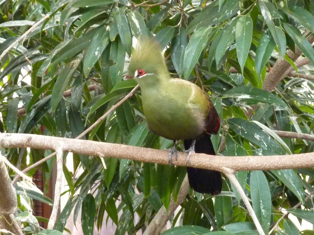 Trip to Bird Kingdom in August 2012 - 25