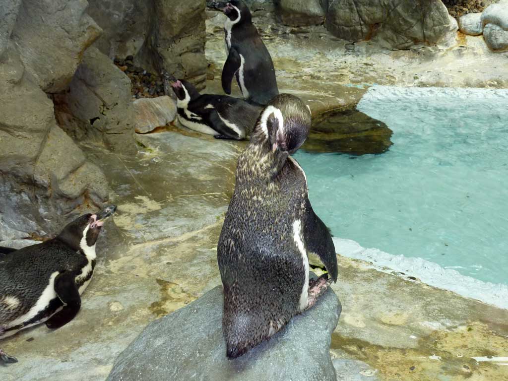 Aquarium of Niagara in Summer 2012 33