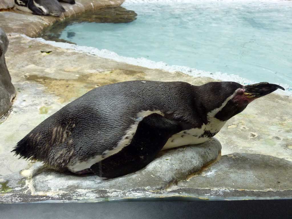 Aquarium of Niagara in Summer 2012 34