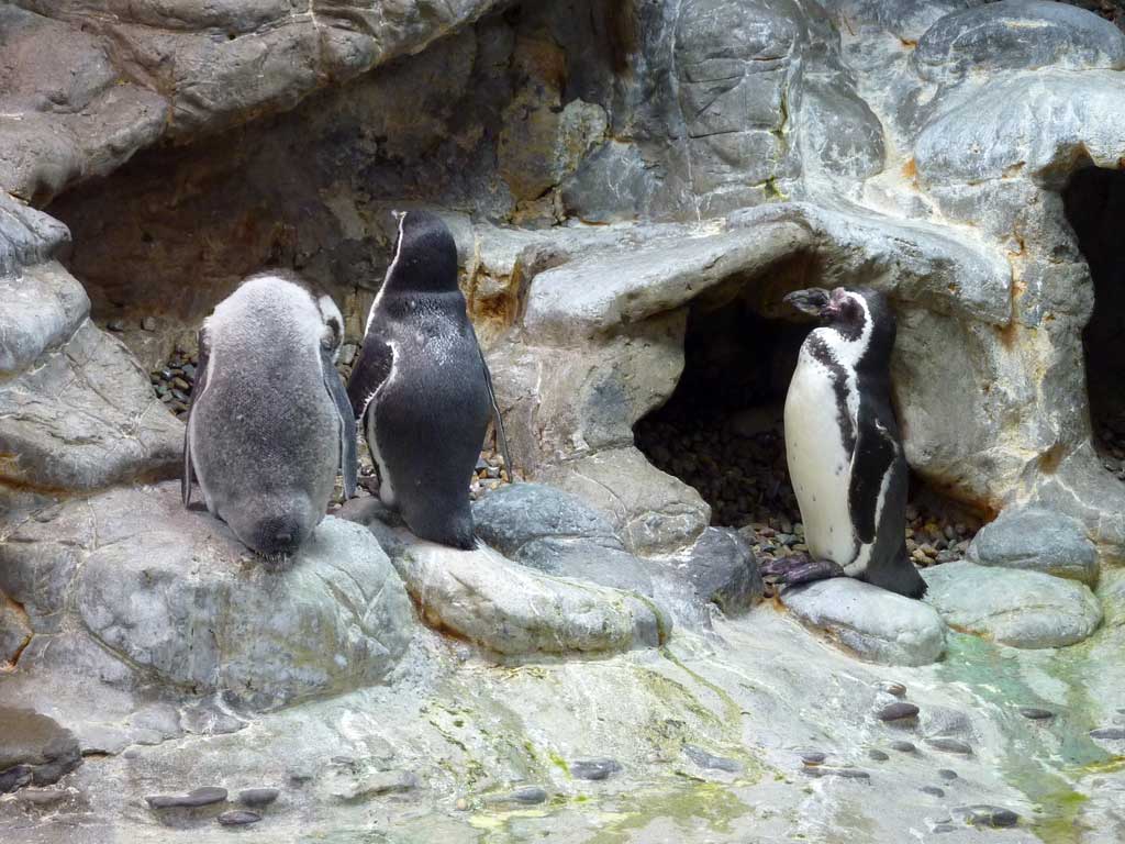 Aquarium of Niagara in Summer 2012 37