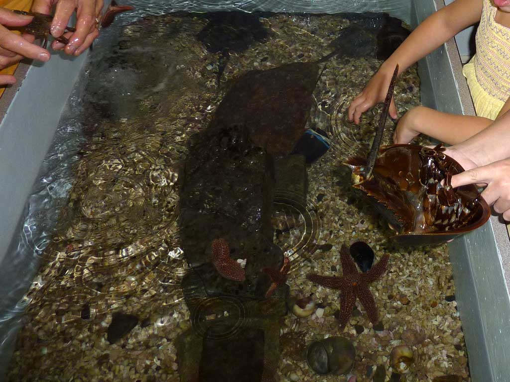 Aquarium of Niagara in Summer 2012 44