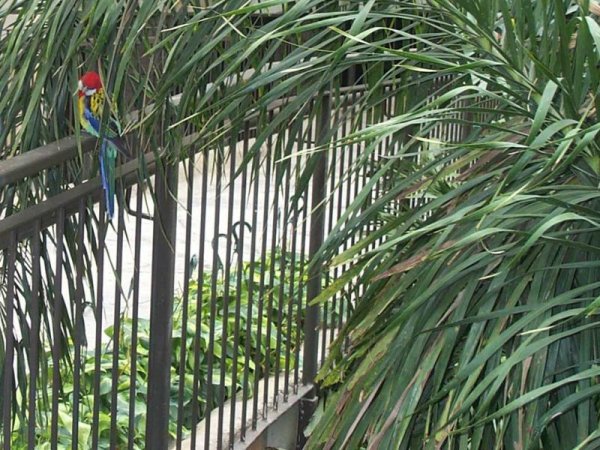 Niagara Falls Aviary June 18, 2003 - 09