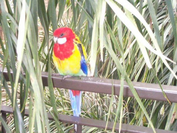 Niagara Falls Aviary June 18, 2003 - 11