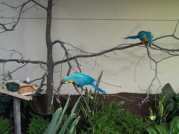 Niagara Falls Aviary June 18, 2003 - 15