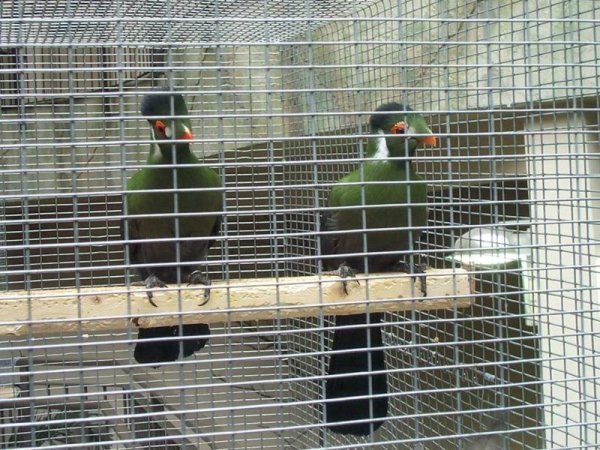 Niagara Falls Aviary June 18, 2003 - 16