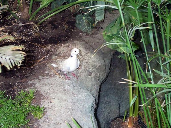 Niagara Falls Aviary June 18, 2003 - 22