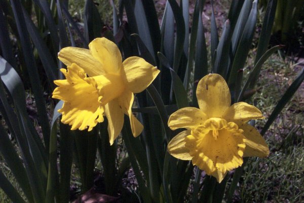 Along the Niagara Falls Parkway Spring 2004 - 04