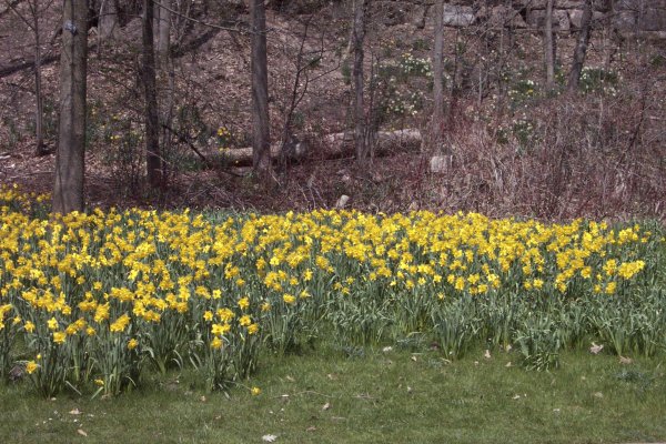 Along the Niagara Falls Parkway Spring 2004 - 07