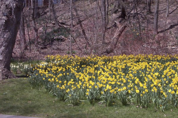 Along the Niagara Falls Parkway Spring 2004 - 09