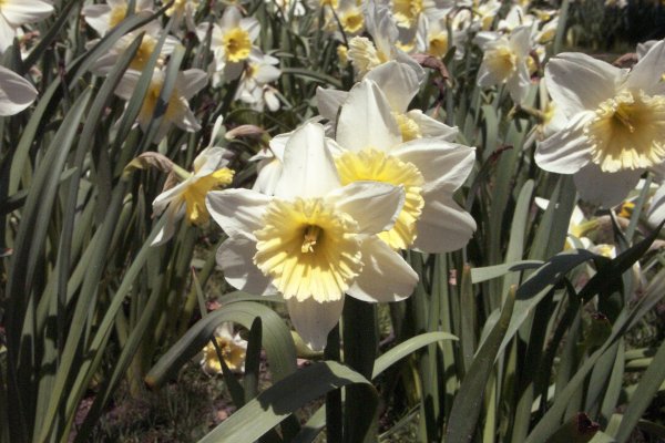 Along the Niagara Falls Parkway Spring 2004 - 14