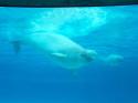 Marineland in Summer 2006 114