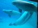 Marineland in Summer 2006 119