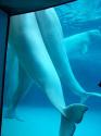 Marineland in Summer 2006 126