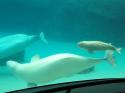 20070723 Baby Beluga 04