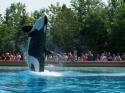 Summer 2007 Orca Whale Splash Show 27