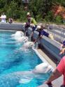 Feeding the Beluga Whales