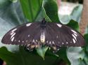 Butterfly Conservatory in Winter 2007 05