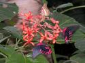 Butterfly Conservatory in Winter 2007 16