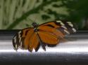 Butterfly Conservatory in Winter 2007 20