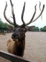 Marineland in Summer 2008 13