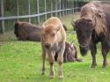 Marineland in Summer 2008 15