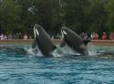 Marineland in Summer 2008 21