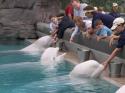 Marineland in Summer 2008 24