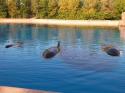 Marineland in Summer 2008 25