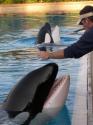 Marineland in Summer 2008 26
