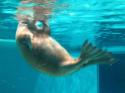 Marineland in Summer 2008 32