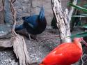 Bird Kingdom in Summer 2009 32