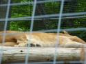 Safari Niagara in Summer 2010 27